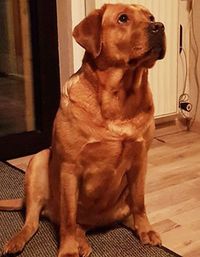 Labrador Lotta - Dogchef of Colines